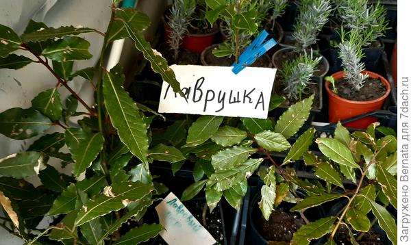 На "лаврушке" наверно пора закругляться:))