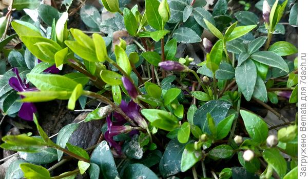 Более светлые листья - молодые весенние, более тёмные- постоянные, не опадающие на зиму