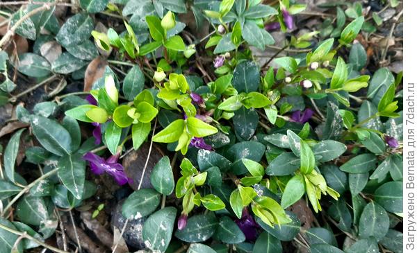 Непревзойденный лидер среди почвопокровников