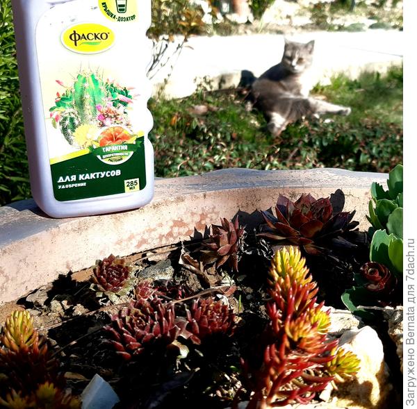 Удобрение для кактусов годится для любых суккулентов