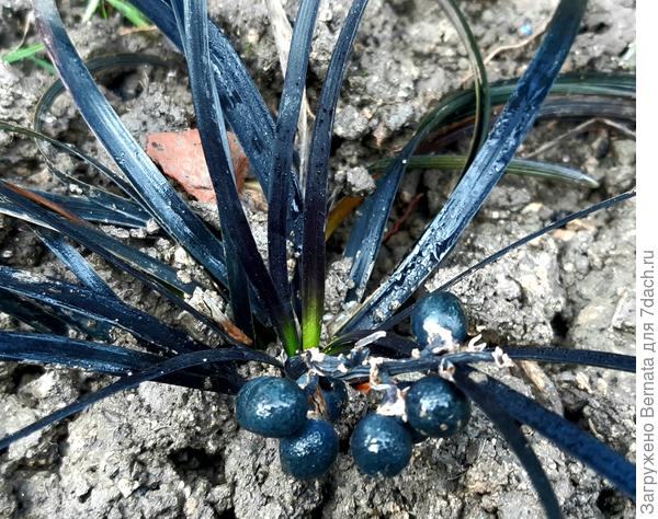 И зимой ягоды не опадают