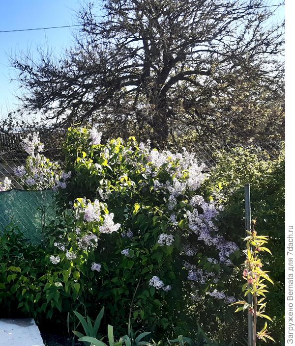 13 мая 2021 - справа на фото персик метр с кепкой