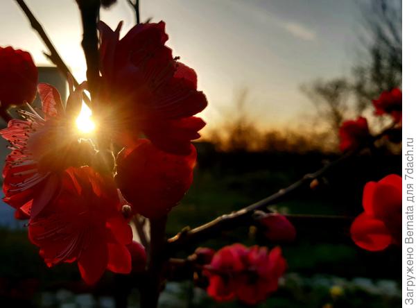 Закатное  солнышко