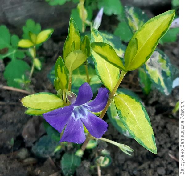 Иллюминейшн