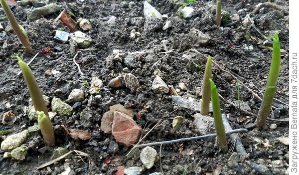 Насчитала 13 всходов:)))