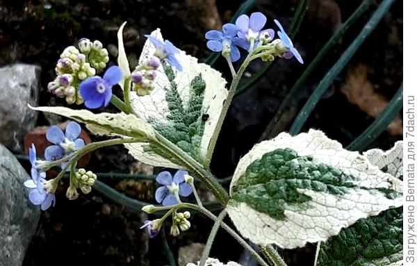 Голубоглазая блондинка:)