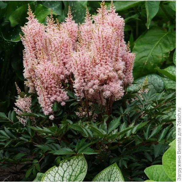 Фото из интернета