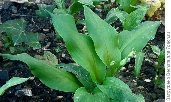 Вот она! Моя собственная черемша!