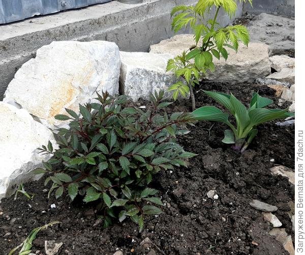 Вот она, в тени рядом с жёлтой бузиной