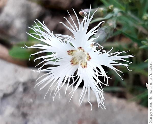 Лохматое чудо:)