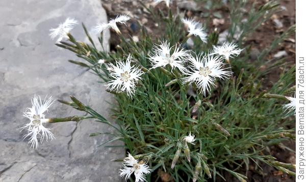 Гвоздика песчаная