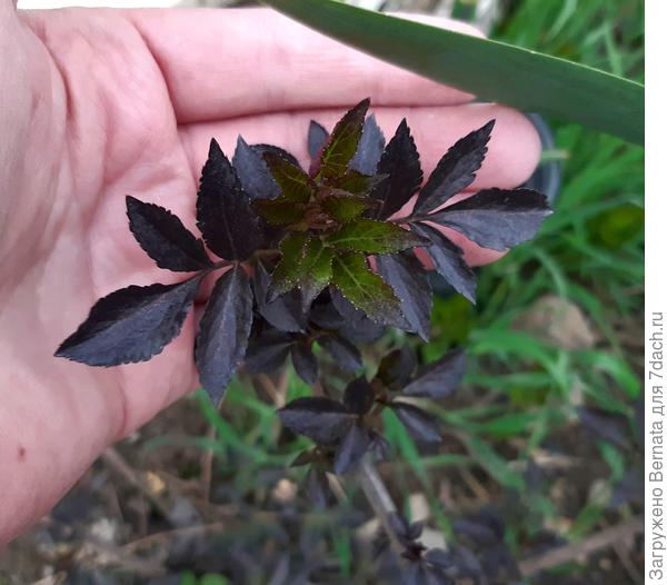 Вот эта у меня растёт  возле забора, она огромная будет