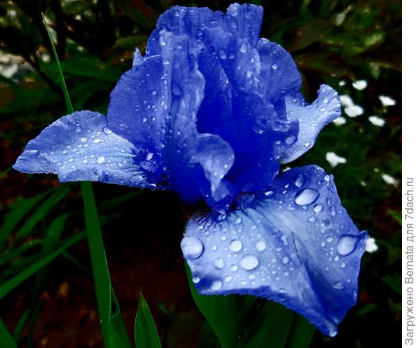 А в пасмурный дождливый день он выглядит почти синим...