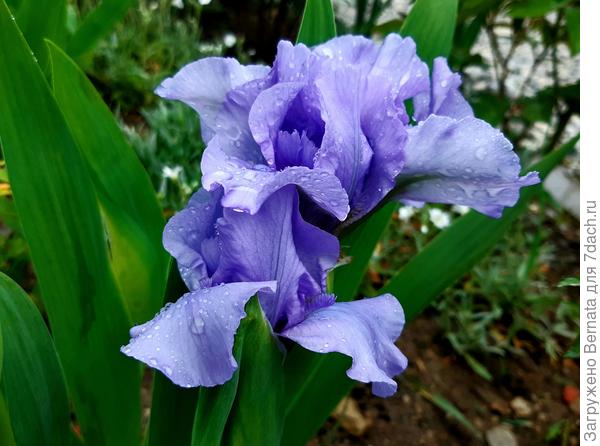 Величина цветков ничуть не меньше, чем у бородатых