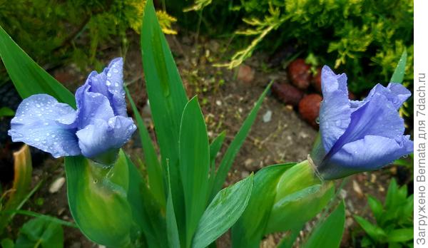 Что меня ожидает когда они раскроются?