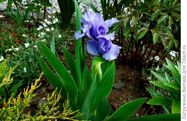 Высота этих ирисов, как видно на фото, совсем немного превышает высоту ясколки