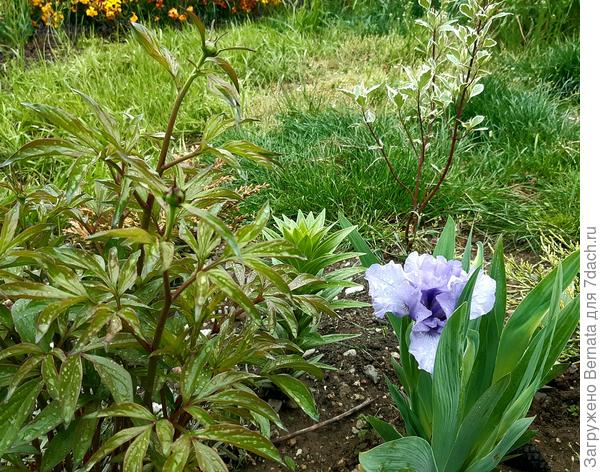 В 2 раза меньше пионов