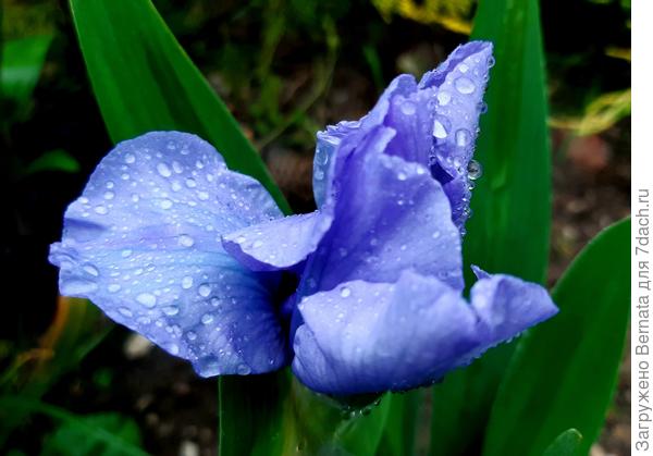 Насыщенный голубой цвет с перламутром