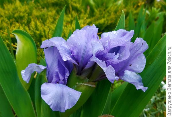 Небольшой сиренево-лавандовый оттенок