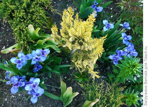 С кипарисовиком Ивонна Голд