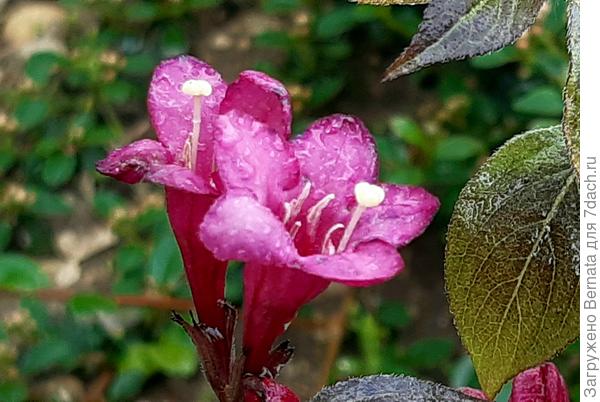 Довольно миленькая.