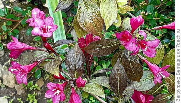 Вейгела Танго