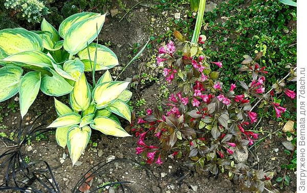 Одна из моих трех вейгел. Все три растут в тени