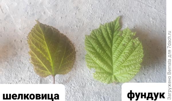 молодые листья