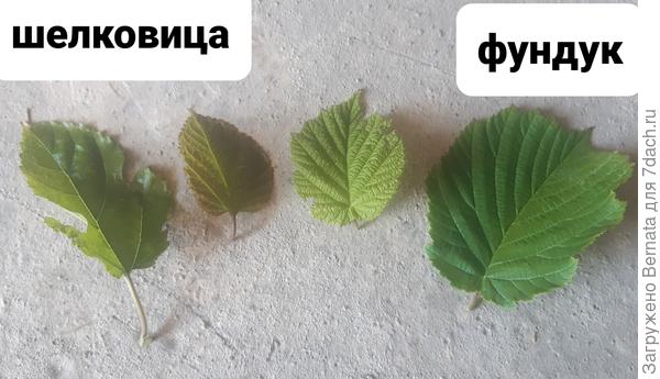 молодые и чуть  постарше