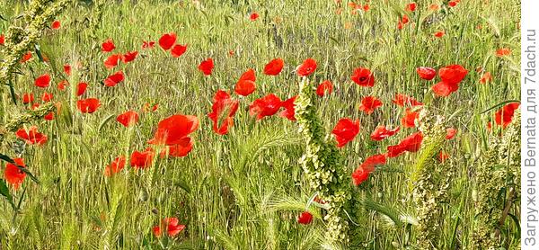 Где зелёненькая травка?