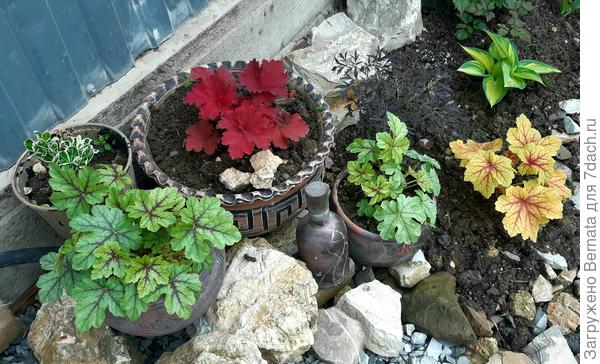 У меня очередной эксперимент - выращивание гейхер в горшках