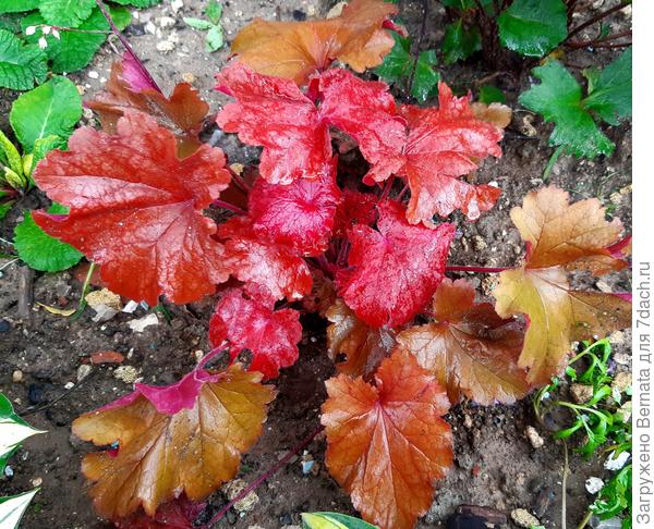 Цвет листьев летом постоянно меняется