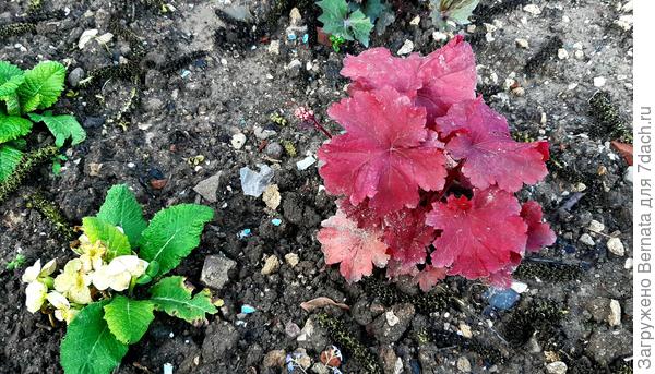 Самых первых фоток осени 2020 года не нашла, но даже год назад, весной 2021 года, мой участок был ещё полуголым