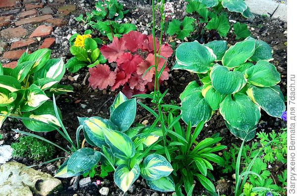 Для разнообразия - среди хост