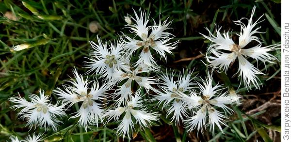 Каждый из цветков напоминает по форме снежинку или перышко