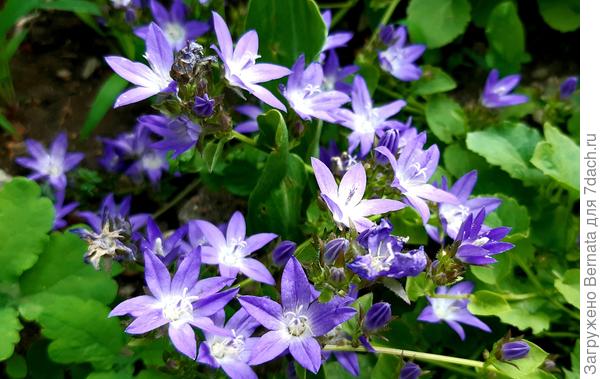 Чудесный, правда же?:)