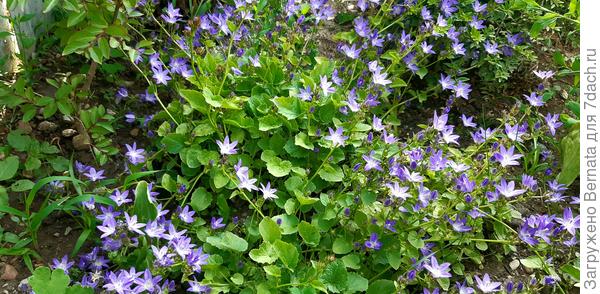 Попытка залезть сверху на жимолость шапочную успехом не увенчалась:)