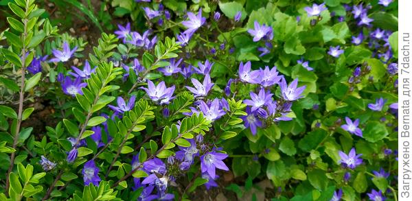 Разрастается он очень быстро