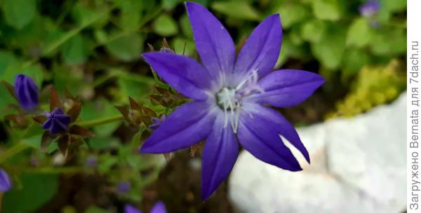 Серединка у этого колокольчика белая и очень блестящая. Лепестков бывает и шесть, и семь