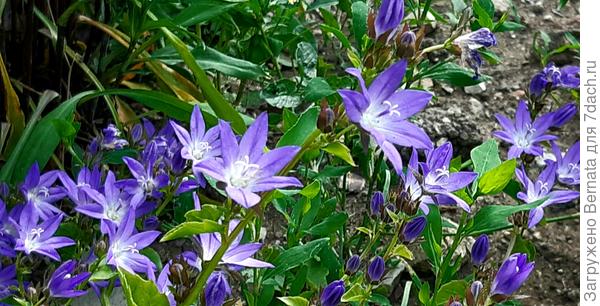 Куда хочу, туда и расту