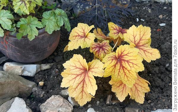 Гейхера Ред Лайтинг- летом