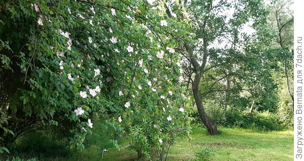 Фотка так себе, но высота этого куста более 3 метров...