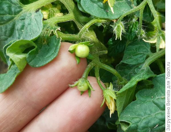 Мало, но появились... И массово цветут