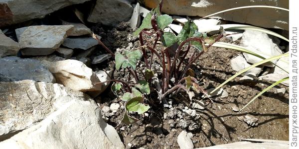 &quot;Орёл,  который болел в детстве&quot;:)