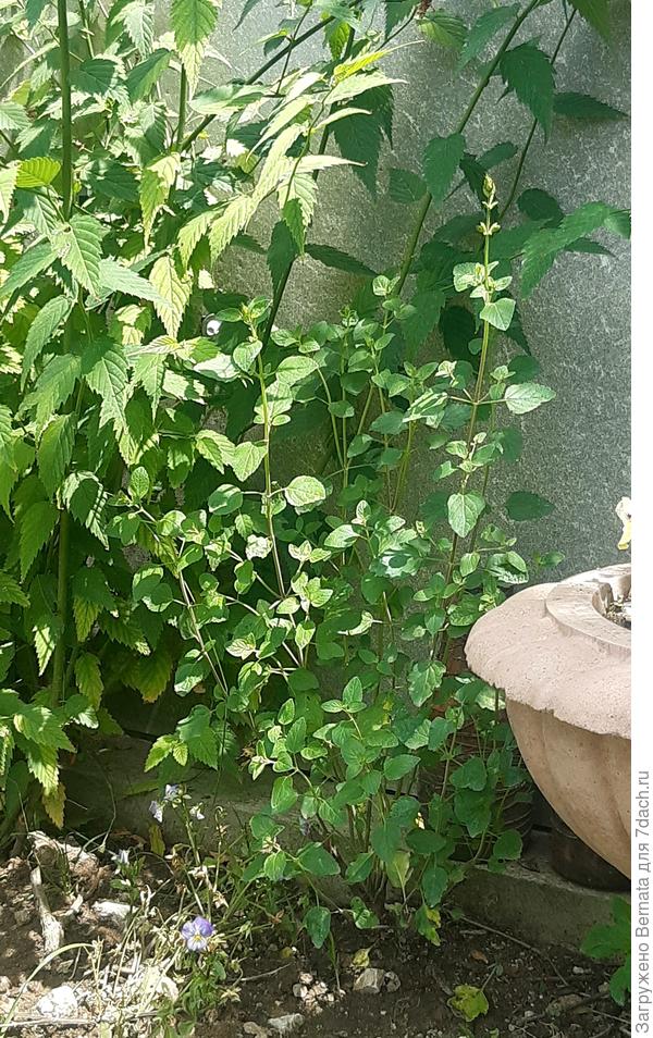 За месяц он вырос до 40 см