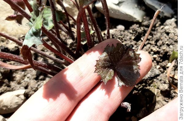 Но один листик, кстати, появился...