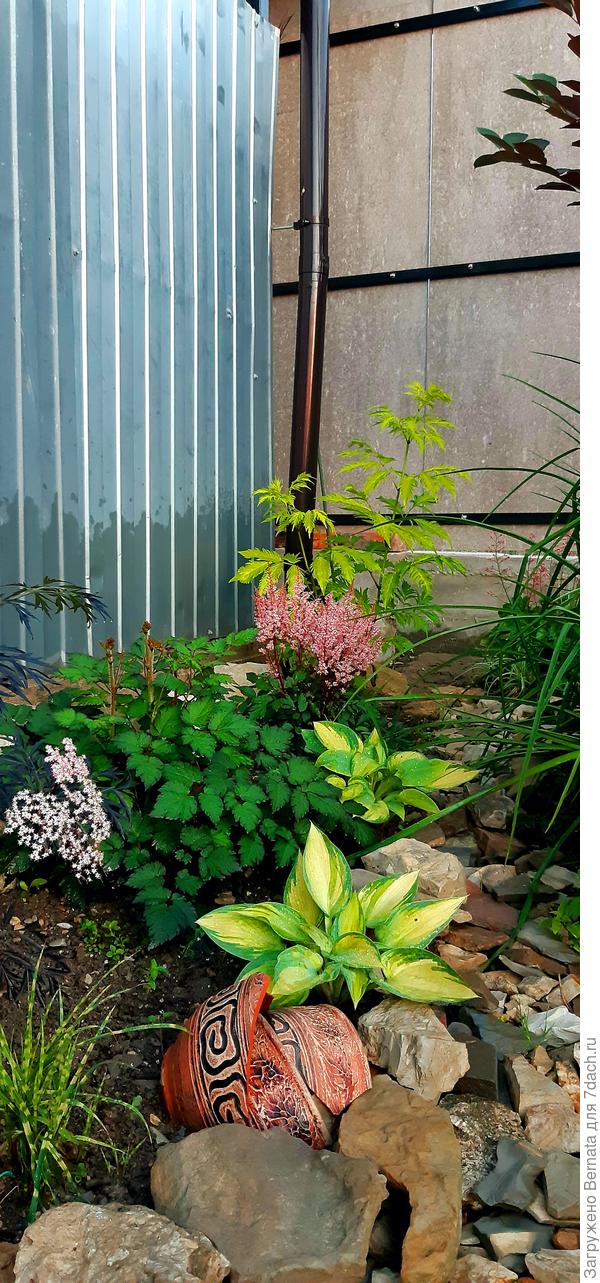 Чем тенистее и влажнее  участок, тем больше туда можно втиснуть тенелюбивых красавцев