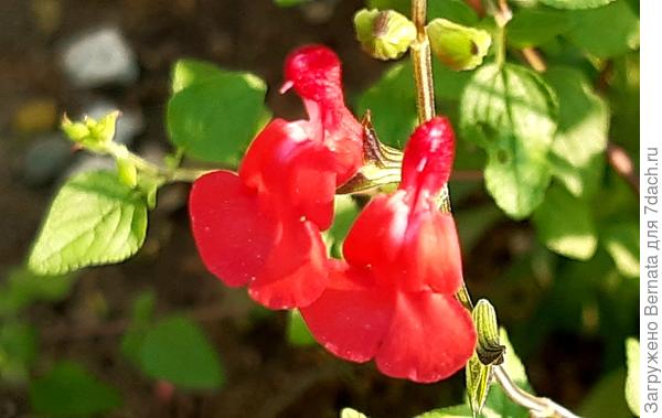 Можно занести контейнер, чтобы кустик радовал и зимой