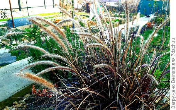 Конец ноября, большинство листьев засохло, но метелки так и украшают участок