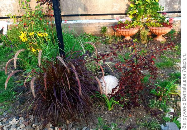 Этот кустик рос в частично затененном месте, вдобавок на склоне, где вода не скапливалась у корней, поэтому он значительно уступал в размерах своему собрату